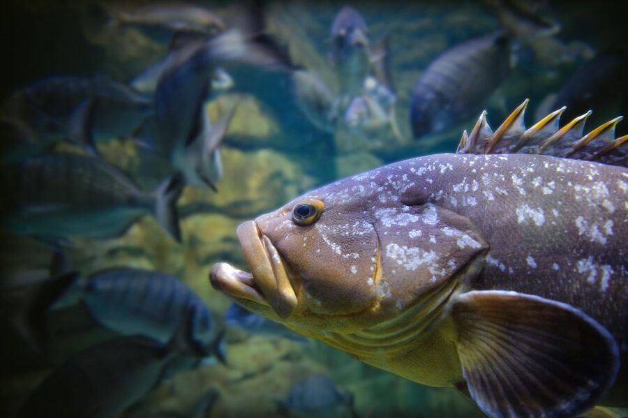 Paris: Aquarium de Paris Entrance Ticket - How long should you plan to stay?