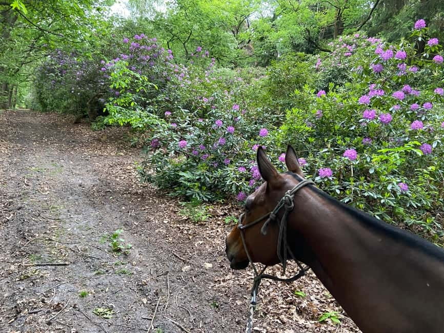 Paris: Aumont-en-Halatte Horseback Riding Tour - Why this forest ride is different from a Paris day tour
