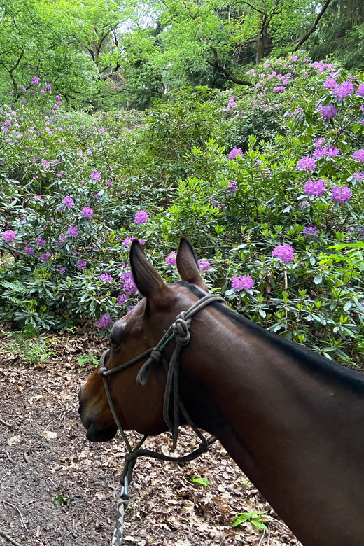 Paris: Aumont-en-Halatte Horseback Riding Tour - Getting there from Paris and Chantilly