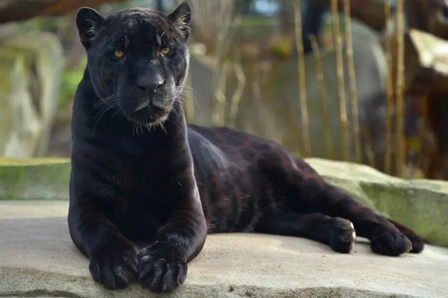 Paris: Paris Zoological Park Entrance Ticket - Key points