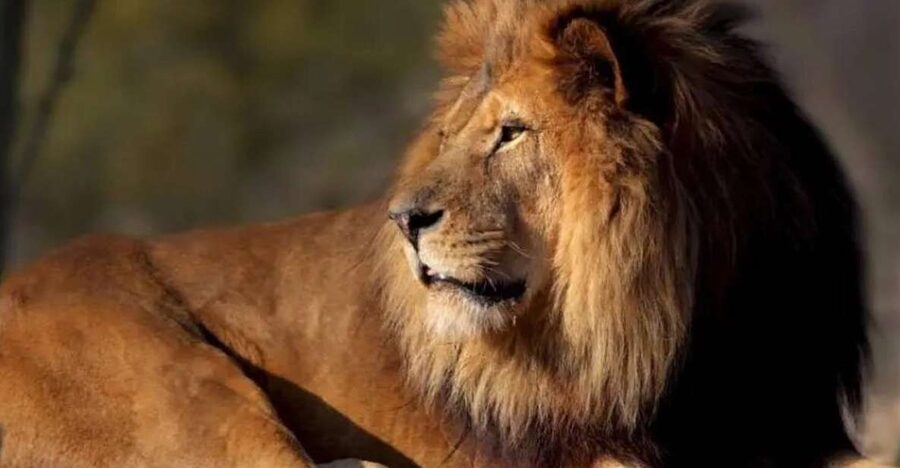 Paris: Paris Zoological Park Entrance Ticket - Five biozones turn a zoo visit into a world tour