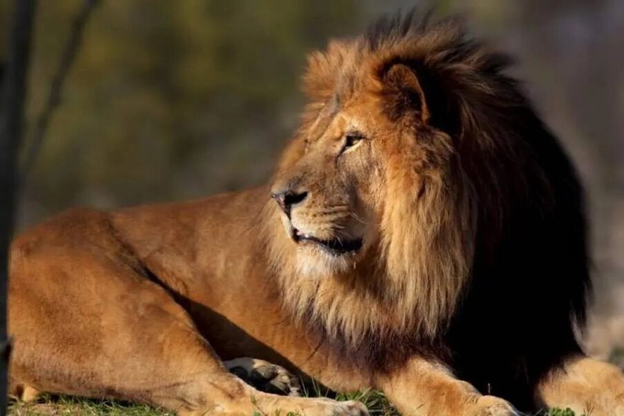 Paris: Paris Zoological Park Entrance Ticket - The Amazon zone brings the most surprises