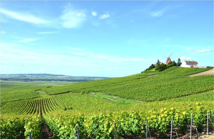Paris: Private Day Trip to Champagne with 8 Tastings & Lunch - Through the Côte des Blancs and Vallée de la Marne