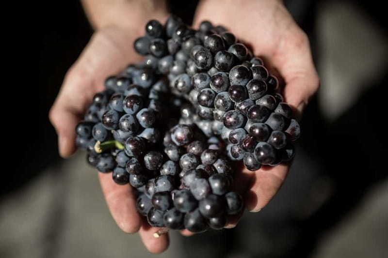 Passy-Grigny: Chocolate and Champagne Tasting Tour - From Aimé Caudron to the Meunier grape