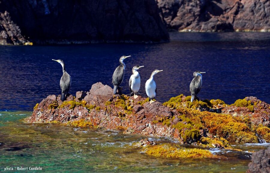 Porto: Half-Day Cruise Scandola Reserve & Calanche de Piana - Entering the protected Scandola Peninsula