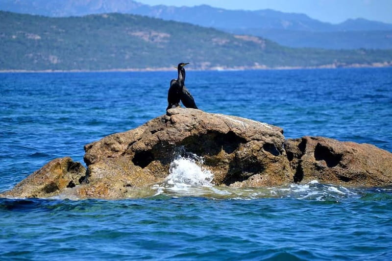 Porto-Vecchio : Boat Trip to Lavezzi, Caves & Bonifacio - Swimming and snorkeling around Lavezzi