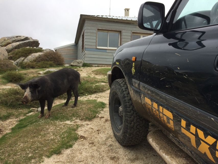 Porto Vecchio: Ospedale Forest & Bavella Needles 4x4 Tour - Should you book the Ospedale and Bavella 4x4 tour?