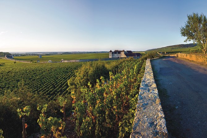 Private excursion to Côte de Beaune and Côte de Nuits (full day) - Morning vineyards and Burgundy’s wine vocabulary