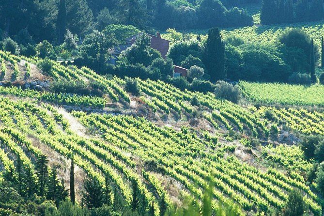 Private Full Day Wine Tour in Provence - Who will get the most from this tour