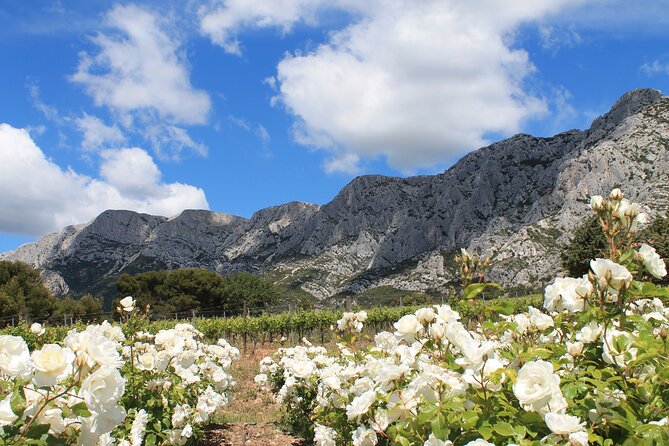 Private Full Day Wine Tour in Provence From Marseille cruise port - Two wineries, two ways to make Provence wine