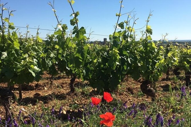 Private Wine Tasting Tour - Burgundy Uncorked!! - Key points before you book