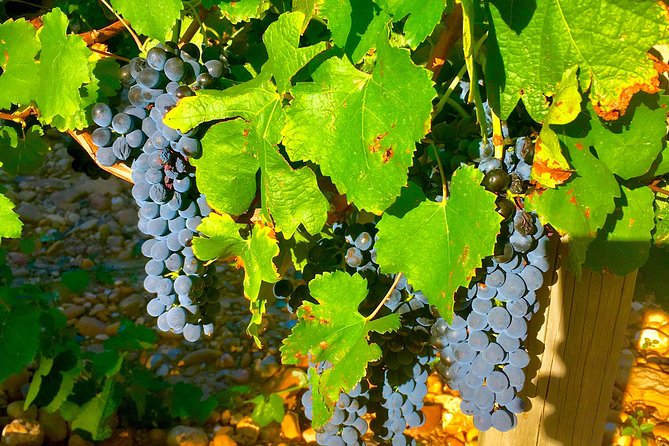 Provence Cru Wine Small-Group Half-Day Tour from Avignon - The scenery is part of the tasting