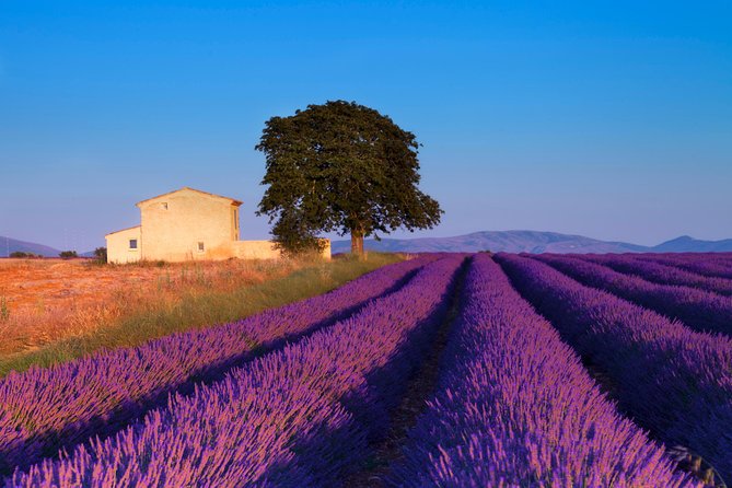 Provence Lavender Fields Tour from Aix-en-Provence - Sault and the Luberon after July 16