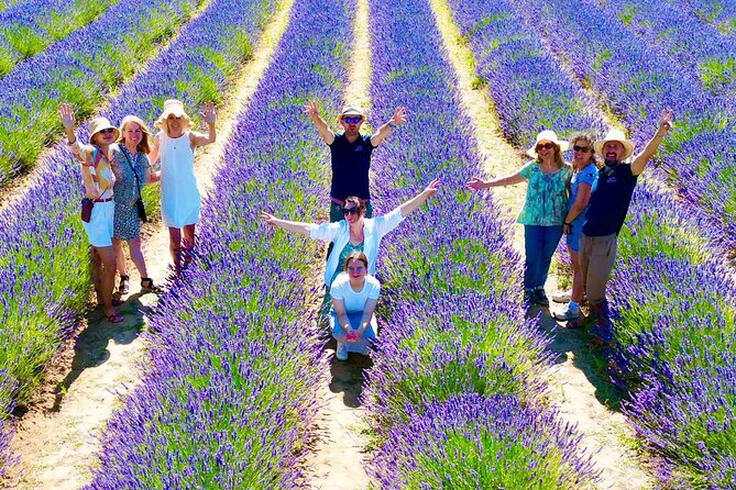 Provence Lavender Fields Tour from Aix-en-Provence - Valensole between June 10 and July 15