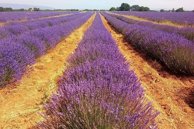 Provence Lavender Full Day Tour from Avignon - Sault and the later lavender season