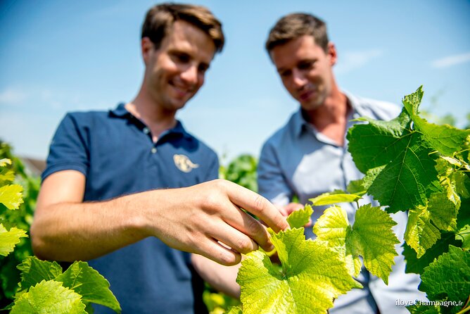 Reims afternoon tour Champagne and family growers - Two family wineries instead of one famous Champagne house