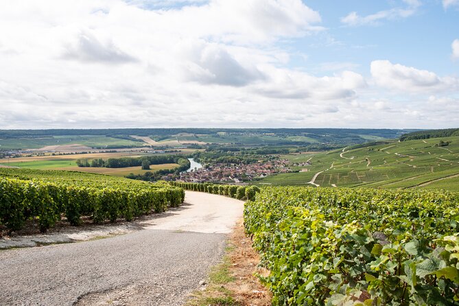 Reims afternoon tour Champagne and family growers - The guides are part of the value