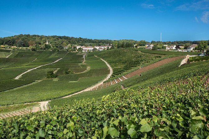 Reims afternoon tour Champagne and family growers - Who should book this Reims Champagne tour?