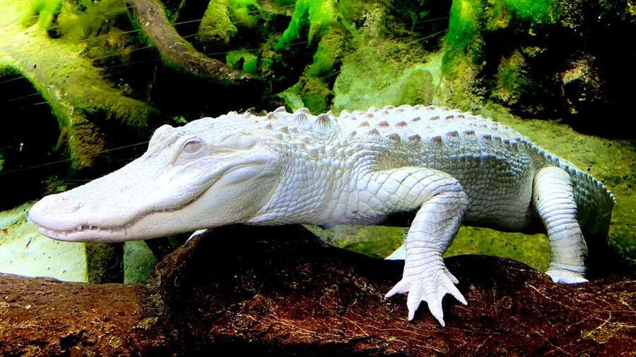 Royan: Planet Exotica Entry Ticket - Conservation adds purpose to the animal displays