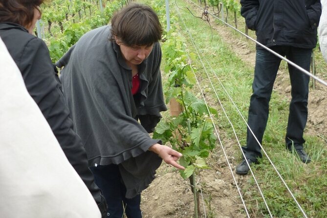 Saint-Émilion: 2 hours - Visit of the vineyard, the cellar and tasting - What the guides add to the visit