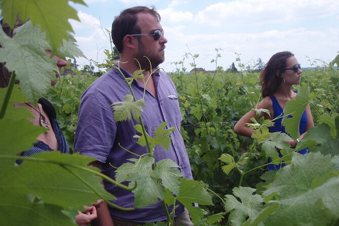 Saint-Émilion: 2 hours - Visit of the vineyard, the cellar and tasting - From grapes to wine in the winery