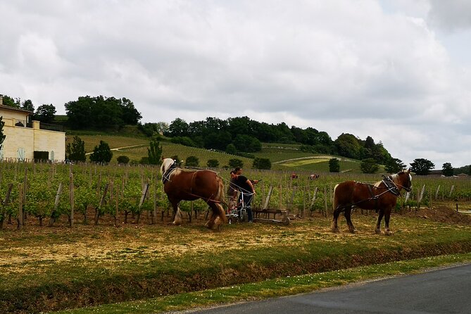 Saint Emilion Half-Day Trip with Wine Tasting & Winery Visit from Bordeaux - Meeting in central Bordeaux and heading east