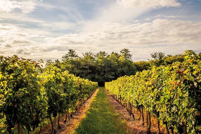 Saint-Emilion Private Half Day Wine Tour from Bordeaux - What the $407.41 price means