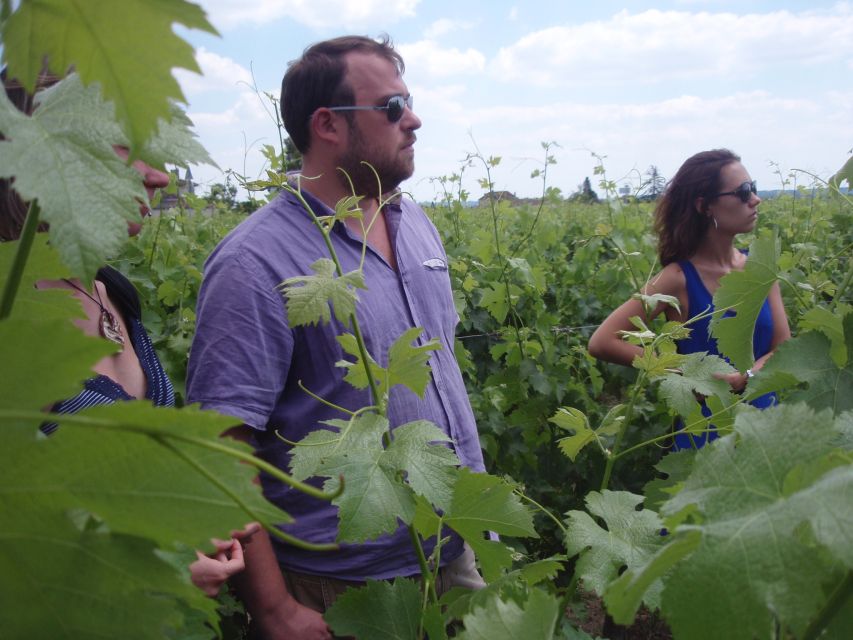 Saint-Émilion: Vineyard Walking Tour and Tasting - From harvested grapes to fermentation