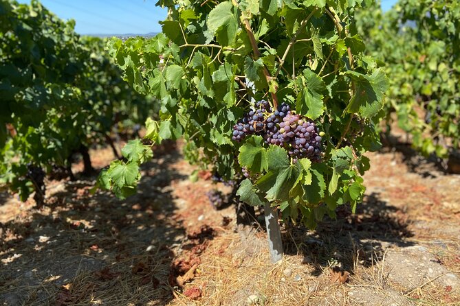Small Group Guided E-bike Tour in Nice's Organic Vineyard - Price and overall value at $119.77