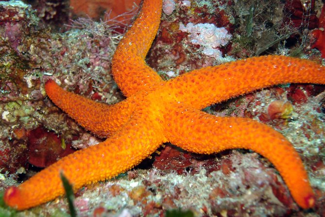 Snorkeling - By boat on site in the Bay of Cannes or Estérel - Key points to know before you book