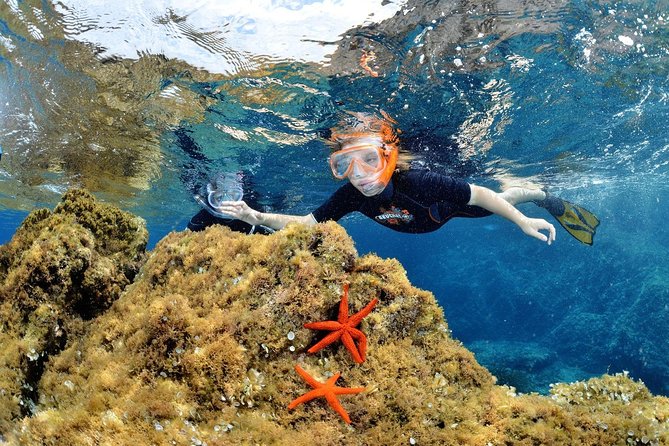Snorkeling - By boat on site in the Bay of Cannes or Estérel - A Mediterranean snorkeling trip, not a tropical reef
