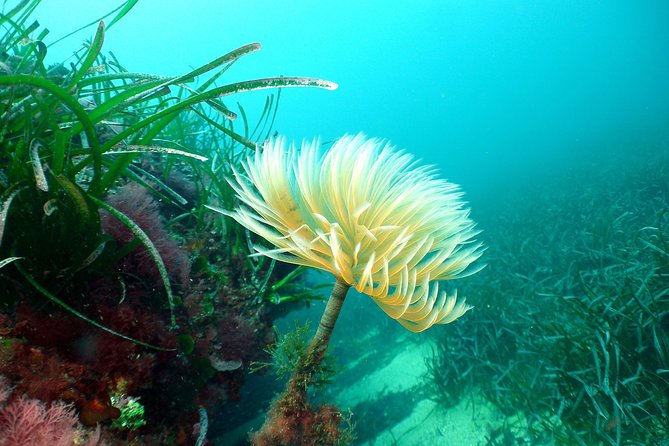 Snorkeling - By boat on site in the Bay of Cannes or Estérel - What you might see beneath the surface