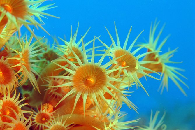 Snorkeling - By boat on site in the Bay of Cannes or Estérel - The boat ride to the Lérins Islands or Estérel coast