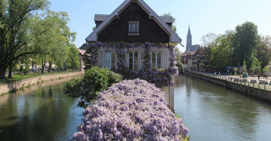 Strasbourg: Walking Tour with Local Guide - Saint-Thomas Church and Strasbourg’s changing identity
