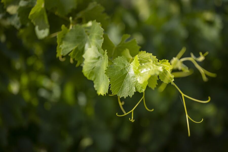 The Châteaux of Grès de Montpellier & Wine Tasting - Key points at a glance