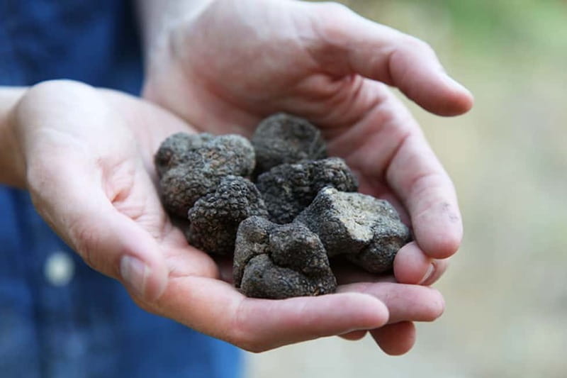 Truffle Hunting in Provence - A three-hour taste of the Luberon