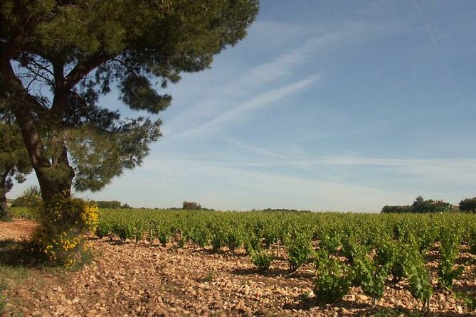 Wine Tasting Tour at Châteauneuf du Pape - The 2:30 pm departure from Avignon