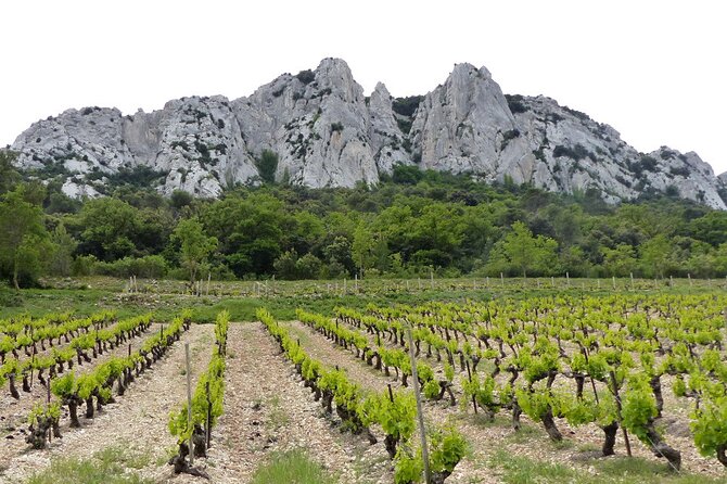 Wine Tasting Tour at Châteauneuf du Pape - What the winery visits are like
